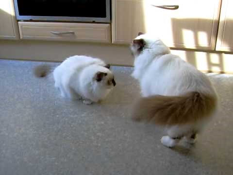 playing birman cats
