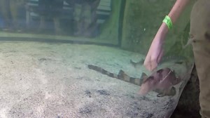 White-spotted bamboo sharks are also known as “cat sharks” because the nasal barbels near their mouth resemble a cat's whiskers. Their "whiskers" are actually sensory organs that help them locate food hidden in the sand. | SeaQuest Fort Worth | Facebook