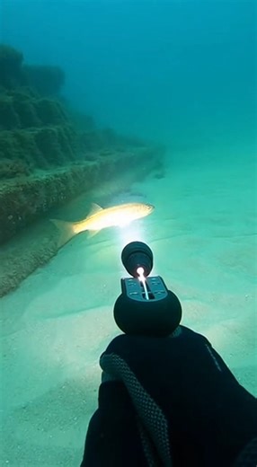 🤿🌊 Precision Hunting Beneath the Waves 🎯 #SpearfishingSkills #UnderwaterWorld #OceanAdventure #FishingReels | Eduscol.Tunisie
