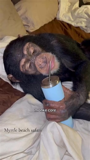 89K views · 2.1K reactions | Monkey core activated! 轢勺 | Kody Antle | Facebook