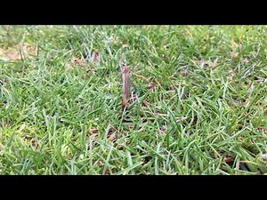 Crane Fly Hatching in Grass (AKA: Mosquito Hawk)