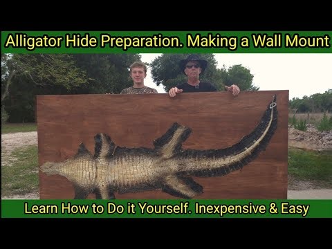 Alligator Hide Preparation. Making a Wall Mount. Learn How to Do It Yourself. Inexpensive & Easy.