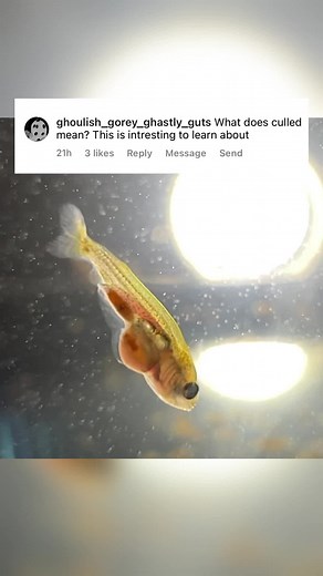 134K views · 1.9K reactions | Fish culling may sound pretty barbaric, but given the shear number of fish produced from a single spawn of eggs in an unnaturally safe captive setting, its absolutely necessary. There would be no aquarium industry or hobby without culling, its definitely not fun and I take no joy in it, but completely understand its necessity and I do with my spawns of fish. #fish #goldfish #aquarium #culling #aquariumhobby #fishbreeding | Luke’s Goldies | Facebook