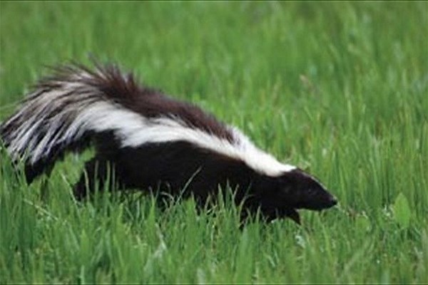 First rabies case of 2026 in Greene County confirmed