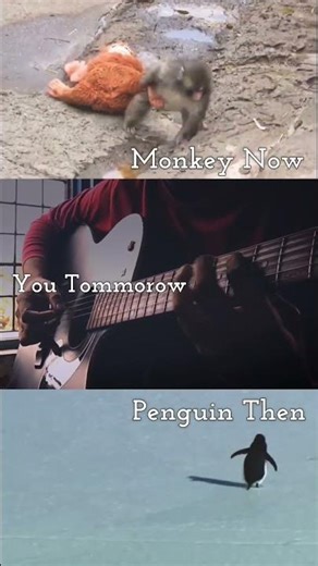 Punch the Monkey 🐵🐧 #shorts #punch #penguin #musicmemes #monkey