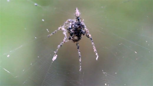 These Spiders Built a Massive Decoy Spider Out of Carcasses