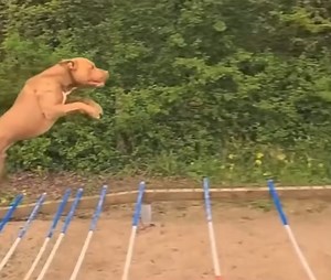 Some of us are athletic, while others… | Tony Knight - The Dog Listener