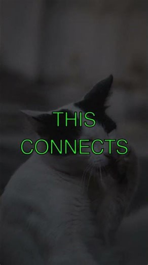 The Curious Origins of Puss Have you ever wondered where the word puss comes from Its a...