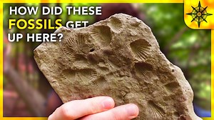 How Did These Seashell Fossils Get Here