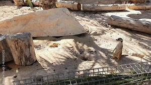 Life of meerkats in a zoo in Spain. Meerkats in the wild in the desert. Cute rodent meerkats rest and play together. Wild animals in a zoo in Spain.