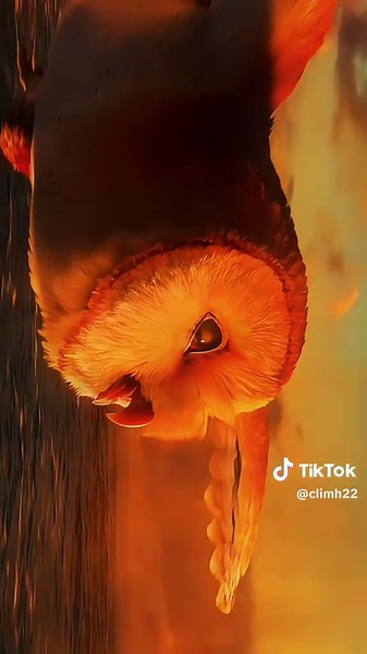 Legend of the guardians…#legendoftheguardians | legend of the guardians