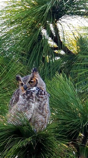 Backyard Birder on Instagram: "A Great Horned Owl 🦉was not impressed by annoying Blue Jays, but finally had enough. The best owl reel of 2025! Happy 2026 to all and thanks for the support. Here's to much more fascinating Nature interactions in the year ahead. I'm expecting our Screech Owl to return for the 15th straight season, but they're running a bit late this year. #birds #nature"