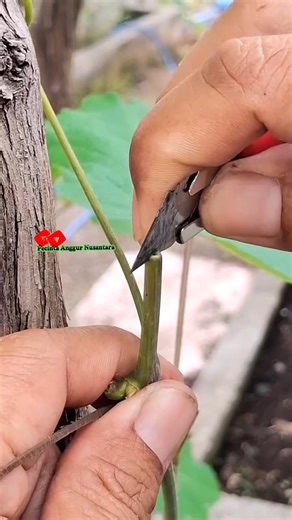 Cara grafting anggur | Saepul Rahman