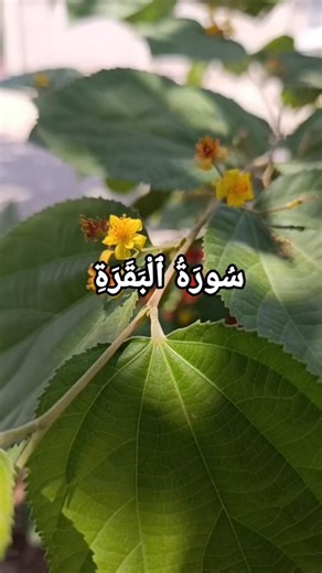 Surah Al Baqarah ❤️ Ayat 283-284 Urdu Translation #qurantranslation #qurantarjuma#surahalbaqarah