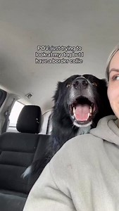 POV: border collies are the most loving dogs🥺 Owning a border collie means endless affection, daily kisses, & no personal space🤭 & I wouldn’t change it for the world❤️ This breed has changed my life - I am so thankful a border collie came into my life & feel so lucky to be loved by one🥺 Does your border collie give endless kisses like this too?🥰 #bordercollie #bordercollies #dogkisses #dogowners #dogreelsofinstagram | Curedbydogs