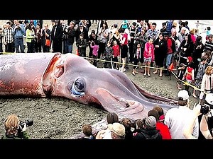 6 Mythical Creatures Found in Real Life