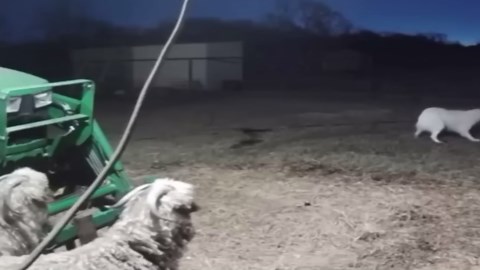 Dog Outsmarts Deadly Predators: Leopard, Puma, and Jaguar Attacks Caught on Camera