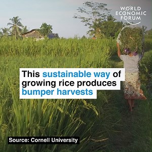 545K views · 12K shares | Up to 21 million farmers in 61 countries use the method.  Learn more about innovative methods of growing rice: https://wef.ch/2GjlJjW | World Economic Forum | Facebook