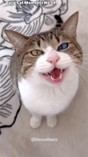 Funny Cat Meowing Like It’s Talking 😂🐱 (You Won’t Believe This!)
