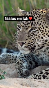 Ever wonder what a leopard call sounds like? Well, here you go! Both male & female leopards are highly territorial and will fiercely guard their home turf from intruding leopards of the same sex. Calls like these serve the purpose of defining territorial boundaries between neighbours, telling them to keep away, or else. #tandaafrikasafari #leopard #krugerpark #safari #nature #beautifuldestinations #travelgram #marlondutoit | Marlon du Toit