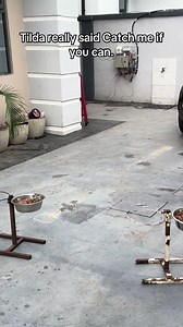 Tilda vs. Max: A Dog Food Test