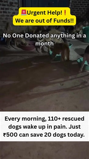 1.4M views · 3.9K reactions | Our shelter is on the edge of closing. But we refuse to give up on these souls. With your help, we’ll fight back. Feed more. Heal more. Be one of the 200 kind souls who keep Hope 4 Paws alive.  Donate ₹500 now and keep their hope alive. | Saving Paws Foundation | Facebook