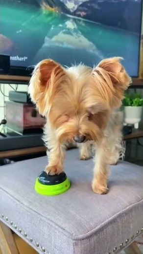 Smart dog uses Alexa to swear #yorkie #talkingdog