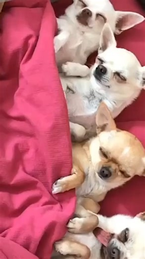 They may little but they are LITHE 👹 | Go Fetch