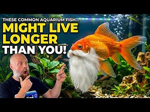 5 Common Tropical Fish That May Outlive Their Owners!