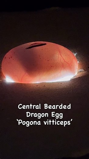 After mating, female Central Bearded Dragons (Pogona vitticeps) typically lay 15–35 eggs in a single clutch, about 4–6 weeks post-ovulation. Once laid, eggs should be carefully transferred to an incubator to ensure stable conditions for embryonic development. Optimal Incubation Conditions: •Temperature:28–32 °C (82–90 °F) •Humidity: 65-75% relative humidity •Medium: Vermiculite or perlite (moistened 1:1 with water by weight) •Duration: 65- 75 days (average ~70 days) Do not rotate the eggs! The e