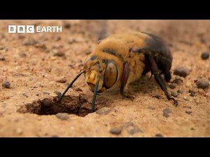 Nature's Most Violent Mating Ritual | Natural Born Rebels | BBC Earth