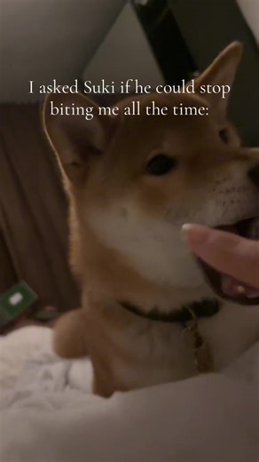 Suki's Playful Reminder: Stop Biting!