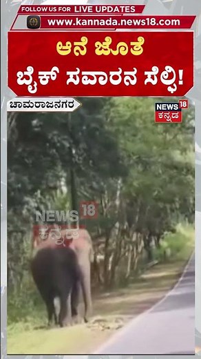 #shorts Biker Risks Life for Selfie with Wild Elephant: ಬೈಕ್‌ ಸವಾರನ ಹುಚ್ಚಾಟ!: N18S