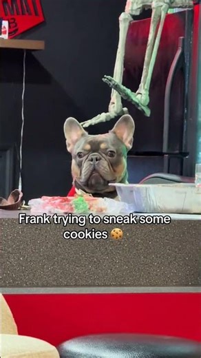 @tyler.scott_uncharted: Frank up on the counter sneaking #dog #doglover