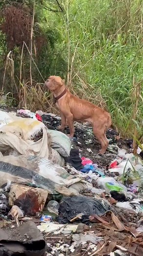 1K views · 139 reactions | Update on Buddy  We have Buddy safe at...