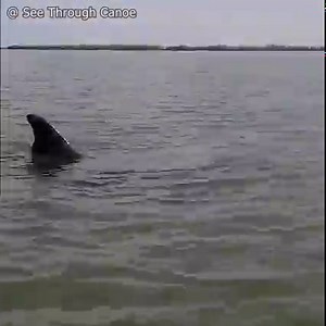 32M views · 136K reactions | Dolphin launches a fish Over a Dock with...