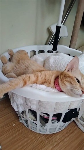 #cat #catshorts #cute #pets #love #gingercat