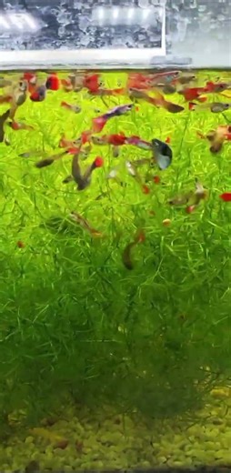 Fish farming in underwater grass. #fish #cultivation #cultivate #fishpond #fishcatching #fishlover