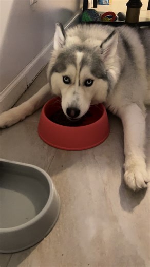 Understanding Siberian Huskies: Care and Adoption Tips