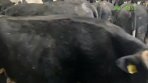 60 in-calf heifers for sale. These heifers have their tails clipped and backs shaved for dosing also. The heifers are in calf to AA bulls and calving down Feb/March. It is rare that a farmer will get a real choice to take what he would like from the farm. https://www.grasstecgroup.com/livestock-available/60-br-irish-fr-selection-of-in-calf-heifers/ | Grasstec