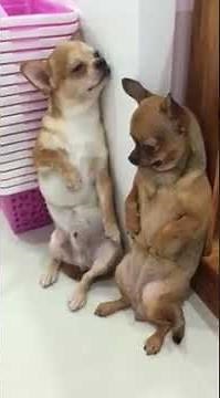 CHIHUAHUA DOGS ARE CRYING 奇瓦瓦犬在哭的时候都罚