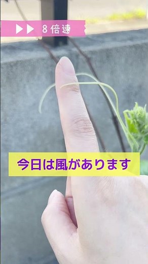 【感動✨】きゅうりと心が繋がった瞬間！🥒（巻きひげが指に巻きつく） #家庭菜園 #初心者 #ダイソーの種 #奇跡のリンゴ木村秋則 #ツル