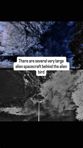 Brian Ladd on Instagram: "this is my alien bird BFF behind alien bird is several large organic spacecraft. They look like rocks. good morning, my alien bird friend. Good morning mothership good morning universe today is 15 January 2026 Port St. Lucie Florida. There’s a beautiful mothership behind the bird. #alien bird.#alien mothership#aliensky #birds#ufo"