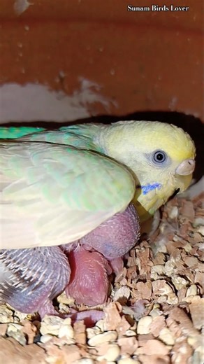 4th clutch budgies breeding progress😍Australian parrot🐣2026 #sunambirdslover #budgies #sound