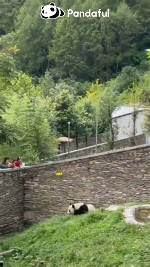 291K views · 6.2K reactions | I AM A ROLLING STAR #Panda really likes rolling itself, for fun, for run and for defense☯️ | Pandaful | Facebook