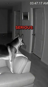 Watch What This Dog Does When The Basement Door Opens 💀 #shorts