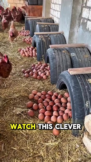 Efficient Chicken Nesting Box Hack for Clean Eggs