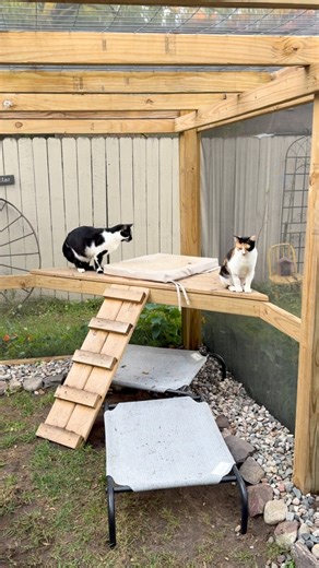 Adopt Catsby & Daisy 🏡 | Cat Trap Fever of Ionia County- Michigan