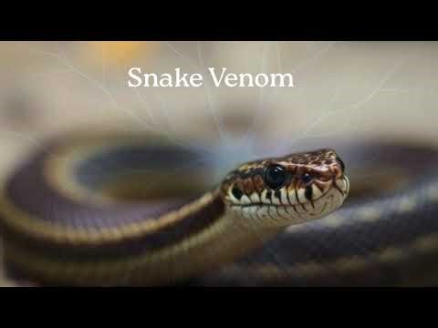 Snake Venom