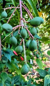 319K views · 8.1K reactions | Bioactive Compounds 101: Mangiferin | The Weeds and Seeds Guy | Facebook